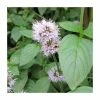 Water Mint | Mentha aquatica