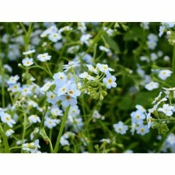 Water Forget-Me-Not | Myosotis scorpioides 10 Water Forget-Me-Not | Myosotis scorpioides -June Plants Sales Store PL0612 add image 3 55b9