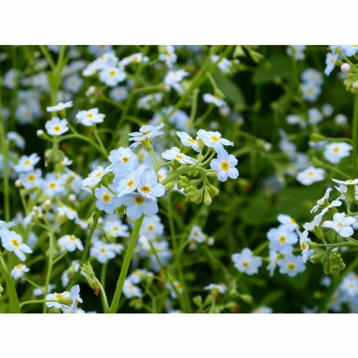 Water Forget-Me-Not | Myosotis scorpioides 6 Water Forget-Me-Not | Myosotis scorpioides - Image 4