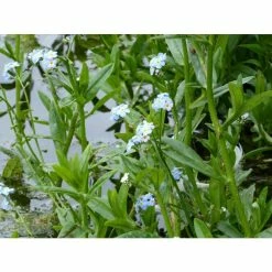 Water Forget-Me-Not | Myosotis scorpioides 11 Water Forget-Me-Not | Myosotis scorpioides -June Plants Sales Store PL0612 add image 4 545e