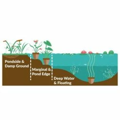 3x Upright Water Milfoil Myriophyllum Crispatum - 9cm Pots 7 3x Upright Water Milfoil Myriophyllum Crispatum - 9cm Pots -June Plants Sales Store PL0613 add image 1 d712