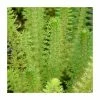 3x Upright Water Milfoil Myriophyllum Crispatum - 9cm Pots -June Plants Sales Store PL0613 main image 10e2