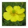 Lesser Spearwort | Ranunculus flammula -June Plants Sales Store PL0619 main image 2dd9