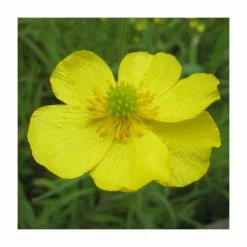 Lesser Spearwort | Ranunculus flammula