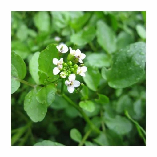 Watercress | Nasturtium aquaticum -June Plants Sales Store PL0620 main image 3232