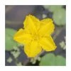 1L Yellow Floating Heart Nymphoides Peltata -June Plants Sales Store PL0628 main image 94fd