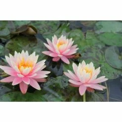 Nymphaea 'Colorado' | Water Lily -June Plants Sales Store PL0638 add image 2 70f5