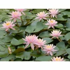 Nymphaea 'Colorado' | Water Lily -June Plants Sales Store PL0638 add image 3 e381