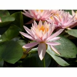 Nymphaea 'Colorado' | Water Lily -June Plants Sales Store PL0638 add image 5 1f5f