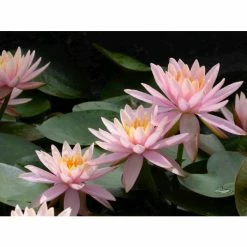 Nymphaea 'Colorado' | Water Lily -June Plants Sales Store PL0638 add image 6 18b2