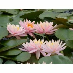 Nymphaea 'Colorado' | Water Lily -June Plants Sales Store PL0638 add image 7 47ac