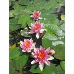 Nymphaea 'Attraction' | Water Lily -June Plants Sales Store PL0644 add image 1 d7a2