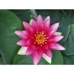 Nymphaea 'Attraction' | Water Lily -June Plants Sales Store PL0644 add image 2 034e