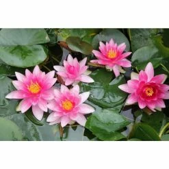 Nymphaea 'Attraction' | Water Lily -June Plants Sales Store PL0644 add image 3 34ba