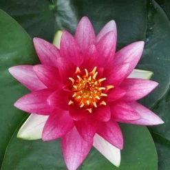 Nymphaea 'Attraction' | Water Lily