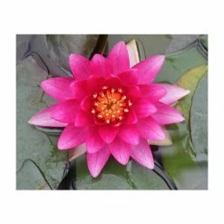 Nymphaea 'Charles De Meurville' | Water Lily 15 Nymphaea 'Charles De Meurville' | Water Lily -June Plants Sales Store PL0645 add image 5 f96c