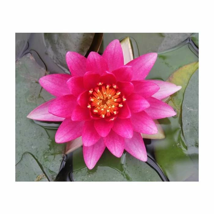 Nymphaea 'Charles De Meurville' | Water Lily 9 Nymphaea 'Charles De Meurville' | Water Lily - Image 7