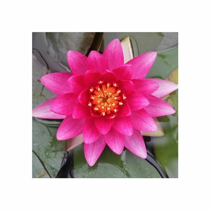 Nymphaea 'Charles De Meurville' | Water Lily 3 Nymphaea 'Charles De Meurville' | Water Lily