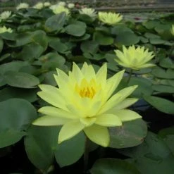 Nymphaea 'Joey Tomocik' | Water Lily -June Plants Sales Store PL0653 add image 1 c0a8