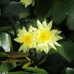 Nymphaea 'Joey Tomocik' | Water Lily -June Plants Sales Store PL0653 add image 2 8d1a