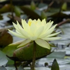 Nymphaea 'Joey Tomocik' | Water Lily -June Plants Sales Store PL0653 rollover image a2ba