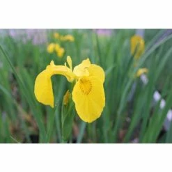 Yellow Flag | Iris pseudacorus -June Plants Sales Store PL0663 add image 1 d3d6