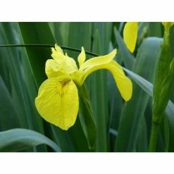 Yellow Flag | Iris pseudacorus -June Plants Sales Store PL0663 add image 3 131d