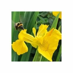 Yellow Flag | Iris pseudacorus -June Plants Sales Store PL0663 add image 6 9eb6