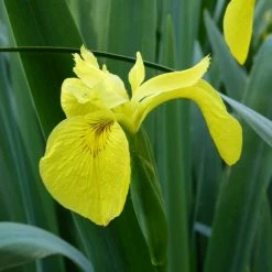 June Plants Sales Store 35 Yellow Flag | Iris pseudacorus