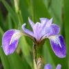 Blue Flag | Iris versicolor -June Plants Sales Store PL0664 main image acee