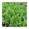 Bloody Dock | Rumex sanguineus -June Plants Sales Store PL0666 main image fa64