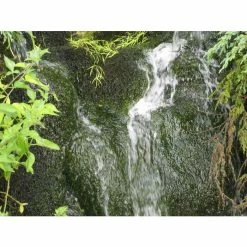 5 Bunches of Water Moss Fontinalis antipyretica (oxygenating) 8 5 Bunches of Water Moss Fontinalis antipyretica (oxygenating) -June Plants Sales Store PL0678 add image 2 3331