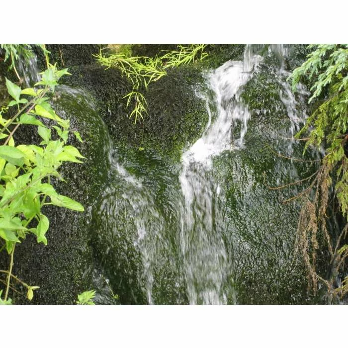 5 Bunches of Water Moss Fontinalis antipyretica (oxygenating) 5 5 Bunches of Water Moss Fontinalis antipyretica (oxygenating) - Image 3