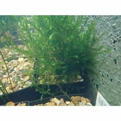 5 Bunches of Water Moss Fontinalis antipyretica (oxygenating) 9 5 Bunches of Water Moss Fontinalis antipyretica (oxygenating) -June Plants Sales Store PL0678 add image 3 4cb8