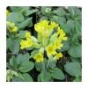 3x Fairy Cup Primula veris - 9cm Pots -June Plants Sales Store PL0691 main image d5fc