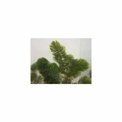 5 Bunches of Hornwort Ceratophyllum demersum