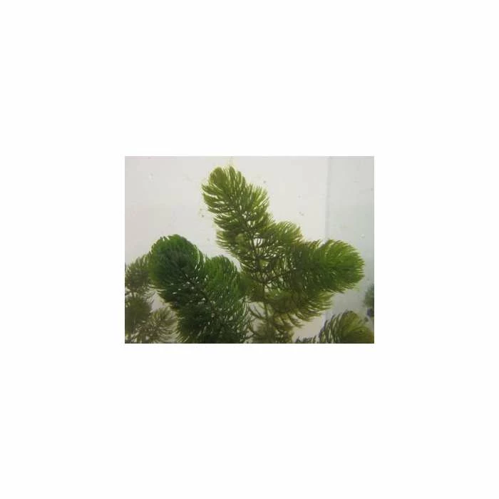 5 Bunches of Hornwort Ceratophyllum demersum 3 5 Bunches of Hornwort Ceratophyllum demersum