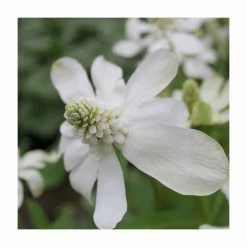 Apache Beads | Anemopsis californicum -June Plants Sales Store PL0695 rollover image 5f61