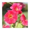 Red Emperor | Mimulus cupreus -June Plants Sales Store PL0698 main image af12