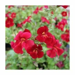 Red Emperor | Mimulus cupreus -June Plants Sales Store PL0698 rollover image 89ce