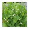 3x American Water Plantain Alisma parviflorum - 9cm Pots - Cut Back -June Plants Sales Store PL0707 main image a422