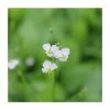 Water Plantain | Alisma plantago-aquaticum 1 Water Plantain | Alisma plantago-aquaticum -June Plants Sales Store PL0708 main image 40fe
