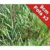 Common Reed | Phragmites australis -June Plants Sales Store PL0733 main image b04b