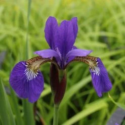 Siberian Flag | Iris sibirica -June Plants Sales Store PL0752 add image 1 063c