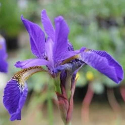 Siberian Flag | Iris sibirica -June Plants Sales Store PL0752 add image 4 76fe