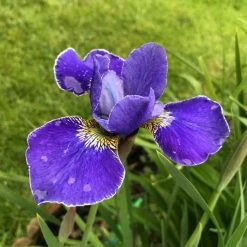 Siberian Flag | Iris sibirica