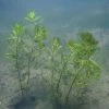 Spiked Water Milfoil Myriophyllum spicatum - Bunch of 5 -June Plants Sales Store PL0758 main image 7d83