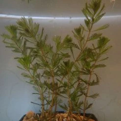 Spiked Water Milfoil Myriophyllum spicatum - Bunch of 5 -June Plants Sales Store PL0758 rollover image b8e1