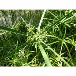 1L Umbrella Plant Cyperus alternifolius 10 1L Umbrella Plant Cyperus alternifolius -June Plants Sales Store PL0780 add image 1 2929