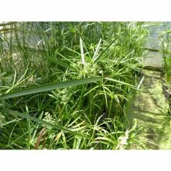 1L Umbrella Plant Cyperus alternifolius 11 1L Umbrella Plant Cyperus alternifolius -June Plants Sales Store PL0780 add image 2 793e